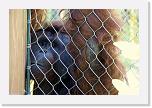Orangutan_B (08) * Nein, auch in freier Wildnis besteht der Tagesablauf von Orang-Utan's nur aus schlafen und essen. Sie sind Vegetarier und... * 2569 x 1715 * (1.54MB)